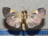 Ulopeza conigeralis